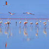 tuz-golu-ve-flamingolar